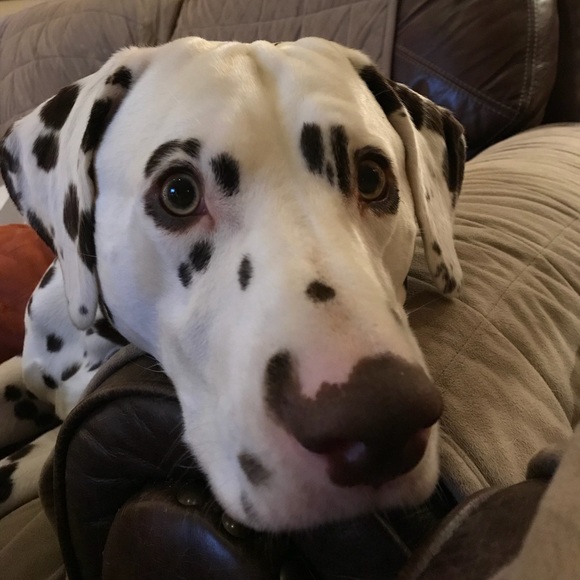 Meet your Posher, Jessica - Picture 1 of 1